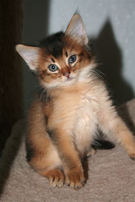 Somali Cat Blue Ruddy Red Breed Info Personality