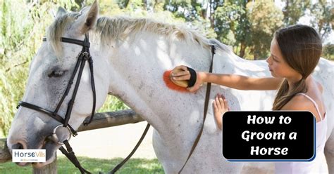 How To Groom A Horse In 8 Easy Steps Expert Tips And Guide