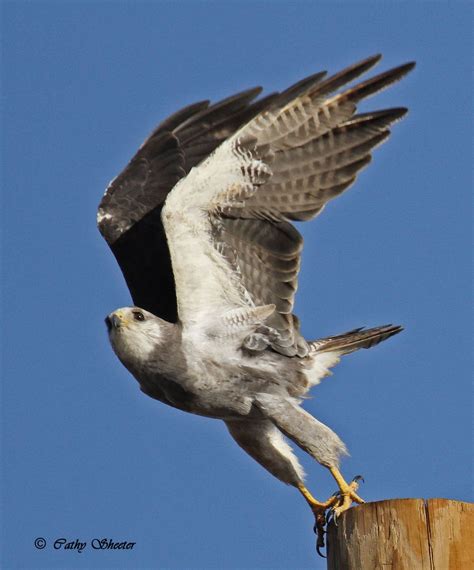 Image Result For Silver Hawk Bird Hawk Bird Bald Eagle Bird