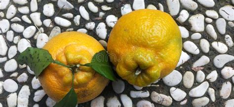 Seedless Sweet Orange From Japan Stock Photo Image Of Leaf Dessert
