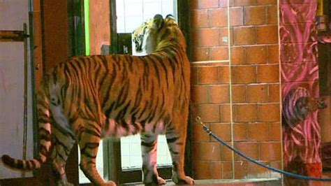 Tasha The Amazon And Bengal Tiger On Prowl In Toronto CBC News