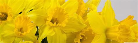 Beautiful Yellow Daffodils Flowers Spring Ultra Hd Desktop Background