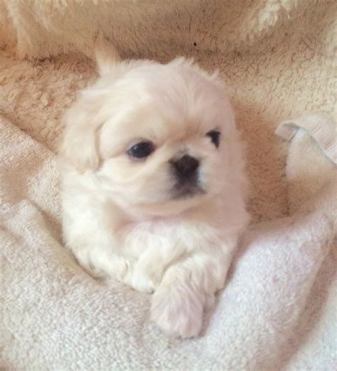 Look over all of our puppies for sale in colorado and you're sure to find that lovable puppy you've always wanted. Pekingese Puppies For Sale | Dallas, TX #326466 | Petzlover