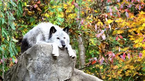 A Northern Rocky Mountain Gray Wolf Canis Lupus Irremotus Rests Atop