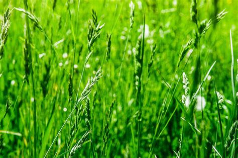 All You Need To Know About Perennial Ryegrass 2022