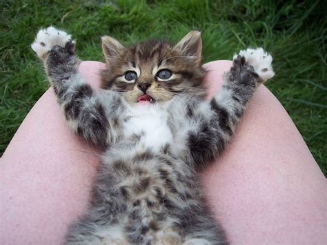 Playful Little Cat On Knees Wallpapers And Images Wallpapers