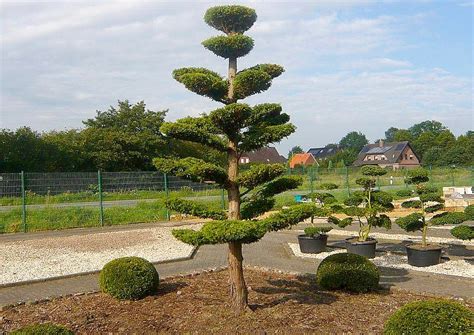 Check spelling or type a new query. Gartenbonsai - Asiatische Atmosphäre und edles Ambiente ...