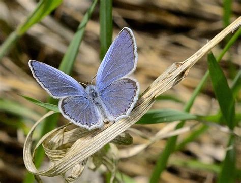 Canadian Geographic Photo Club Western Tailed Blue Butterfly