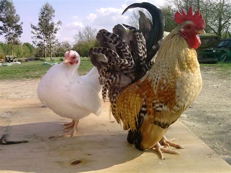 Jenis Ayam Unik Dan Langka Yang Tersebar Di Seluruh Indonesia