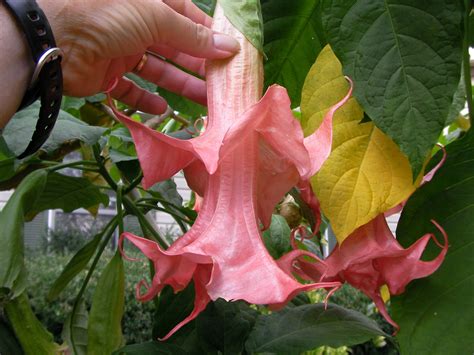 Pink Perfektion Brugmansia Plant — Angel Trumpet Nursery Llc