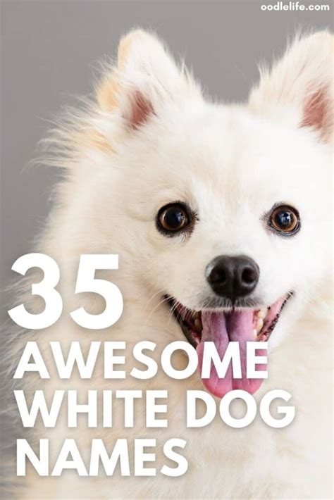 35 Best White Dog Names Male And Female White Puppy Names Oodle Life
