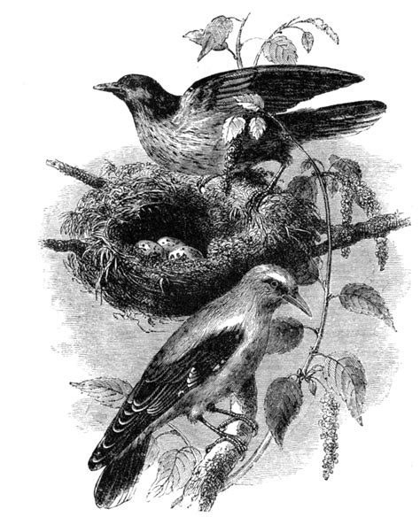Oriole Nest Bird Illustration Classroom Clip Art