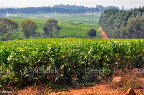 Tea Plantation Thyolo Malawi Stock Photo Download Image Now Africa