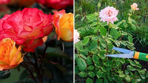 A Guide To Prune Rose Bushes How And When To Do It Garden Beds