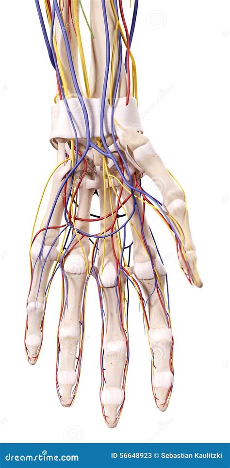 A Anatomia Da Mão Ilustração Stock Ilustração De Nervo 56648923