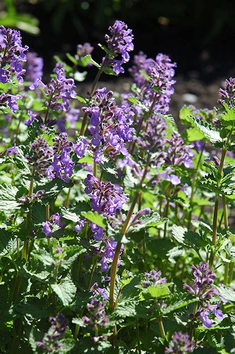 Catmint is a close relative of catnip, a herb that holds a strong appeal for cats. Dropmore Blue Catmint (Nepeta x faassenii 'Dropmore Blue ...