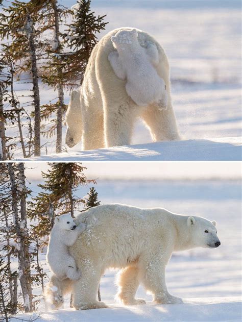 Absolutely Adorable Pictures Of Mommy And Baby Bears 56 Pics