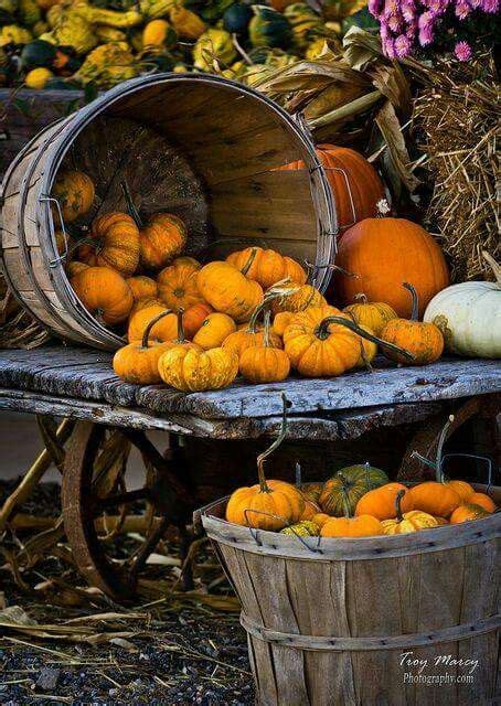 Harvest Time Fall Harvest Autumn Day Autumn Leaves Its Fall