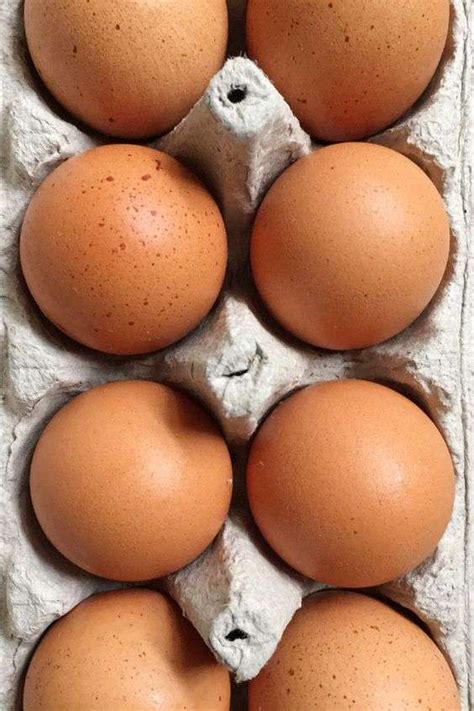 Are Golden Sexlink Chickens Good Egg Layers