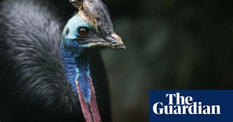 A Cassowary One Of The Worlds Most Dangerous Birds In Attack Mode
