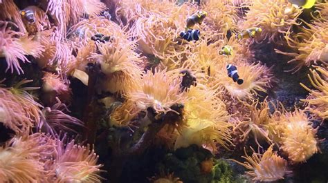 Ocean Conservation Trust Research Find Aquariums Deliver