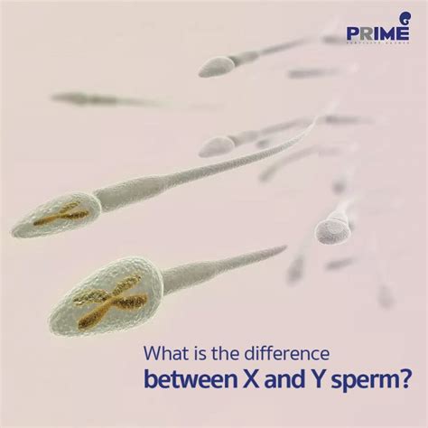 Chromosome What Is The Difference Between X And Y Sperm Ivficsi