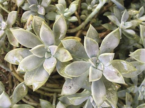 Master Gardener Ghost Plant Is Full Of Possibilities