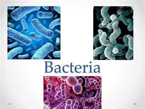 Ppt Bacteria Powerpoint Presentation Free Download Id2845083