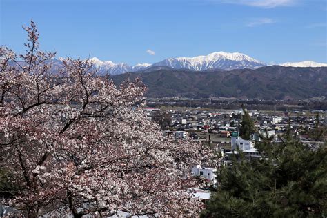 伊那市の春日城址公園、六道の堤、高遠城址公園で桜の写真を撮影しました 宮下一郎 ブログサイト