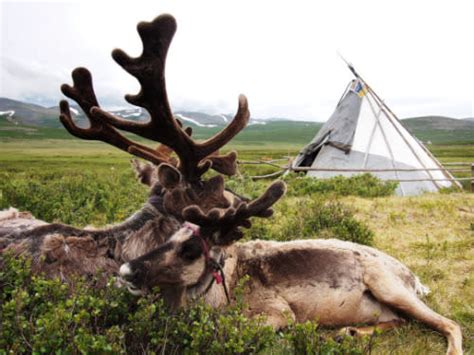 The Enduring Dukha One Of The Last Nomadic Reindeer Herders In Mongolia