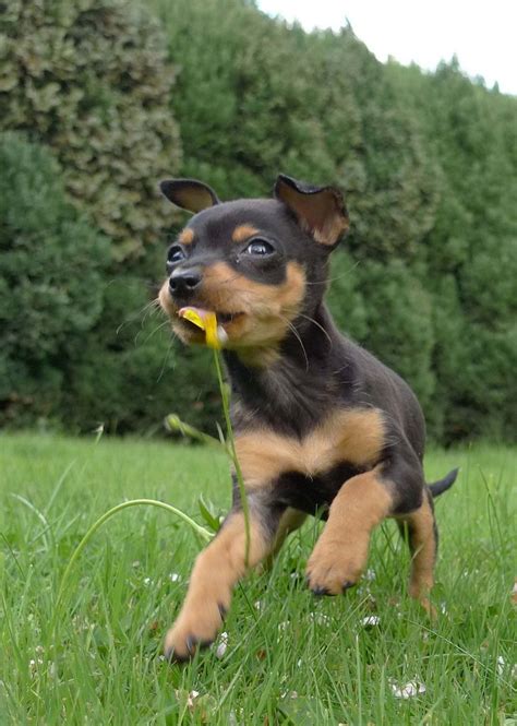 Mirka Miniature Pinscher Puppy Miniature Pinscher Dogs