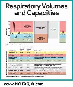 Summary Of Respiratory Volume And Capacity For Males And Females