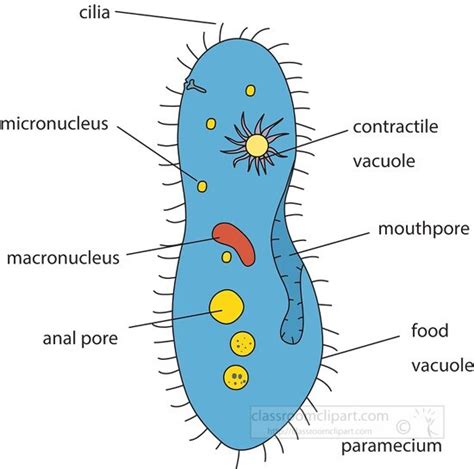 Draw Well Labelled Diagram Of Paramecium Paramecium Free Vector Eps
