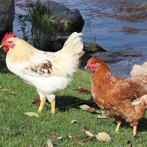 Golden Sexlink Chickens