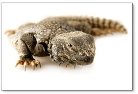 Types of pet lizards 3 types of lizards that make good pets. The Reptile King's Latest News: 3 Easy to keep lizards