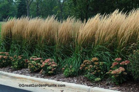 These Are My Favorite Karl Foerster Grasses So Low Maintenance And