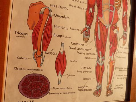 The delphi consensus gathered international expert agreement on the terminology set via the delphi method. Vintage French Posters Botany Animals Anatomy, old World ...