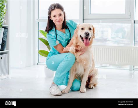 Golden Retriever Dog In Veterinary Clinic Stock Photo Alamy