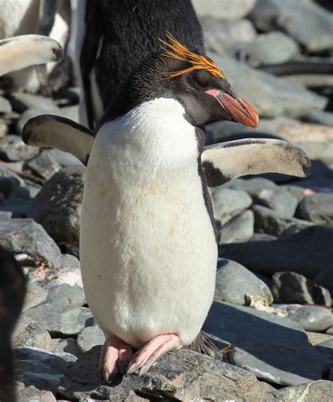 Macaroni Penguins Were Named After A Group Of Men Who Often Had Dyed