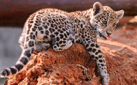 Jaguar Cub Wallpapers Hd Desktop And Mobile Backgrounds