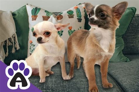 Small Dog Breeds The Pet Guide Home