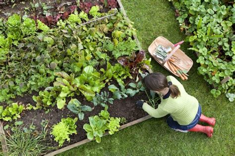 The Benefits Of Having A Vegetable Garden Landscapers Melbourne