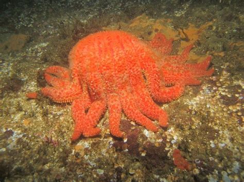 Sunflower Sea Star 1 Seattle Aquarium Sea Star Starfish Disease