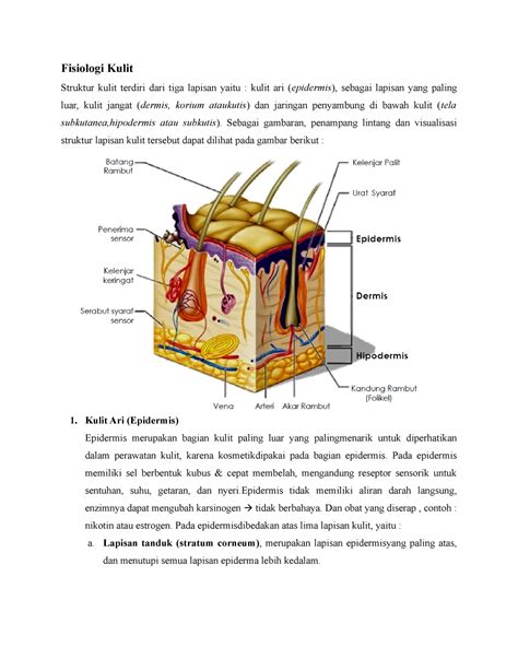 Fisiologi Kulit Jayaaa Fisiologi Kulit Struktur Kulit Terdiri Dari