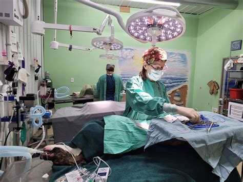 Regional Spay and Neuter Clinic | Iowa Humane Alliance