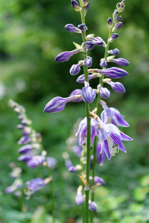 Purple Hosta Flowers Photograph By Sharon Popek