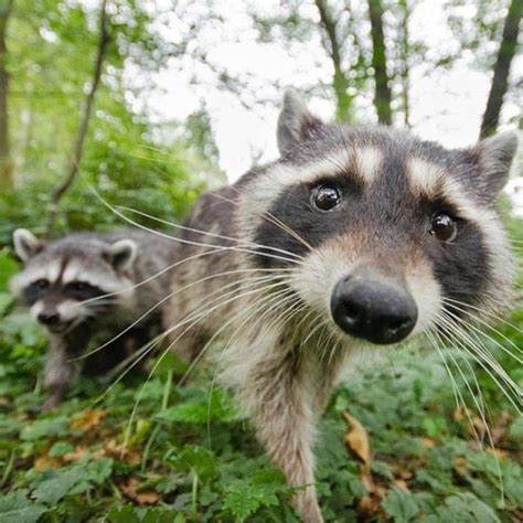 Raccoon Close Up Photo By Bertie Gregory Raccoon North American