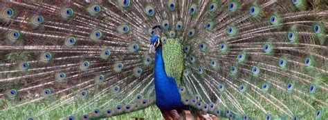 Indian Peafowl Facts And Information Seaworld Parks And Entertainment