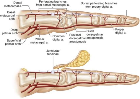 44 Dorsal Metacarpal Artery Perforator Flap Plastic Surgery Key