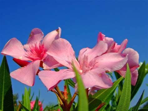 14756 Oleander Stock Photos Free And Royalty Free Stock Photos From